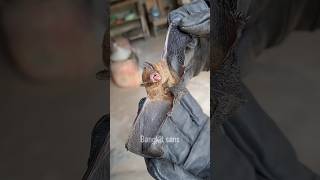 Download lagu Catching a unique bat next to the house #catch #bat #animal #funny #viral #comedy #animal mp3