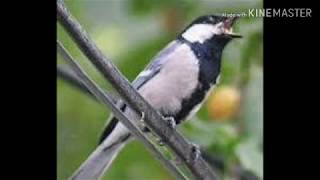 Download lagu Masteran Glatik Wingko dengan suara gemercik air cocok untuk terapi masteran burung mp3