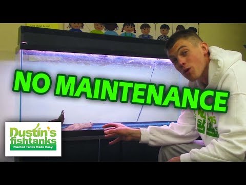 No Maintenance 55 Gallon Aquarium - Low Upkeep Planted Fish Tank Video