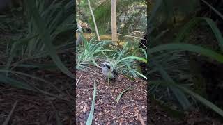 Download lagu A laughing Kookaburra mp3