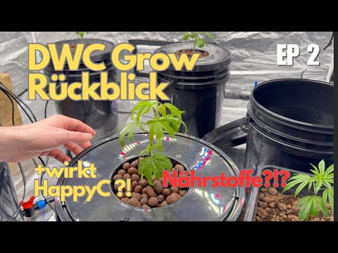 Hookah Grow DWC – Woche 1: Erste Wurzeln & direkt ein Problem?! 🌱💧
