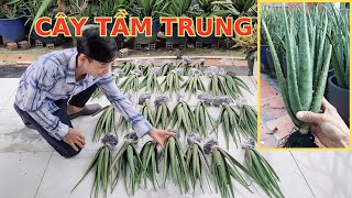 Gửi Cây Nha Đam Giống Mỹ Tầm Trung Cho Khách O338.113.493 || CÂY NHA ĐAM MỸ.