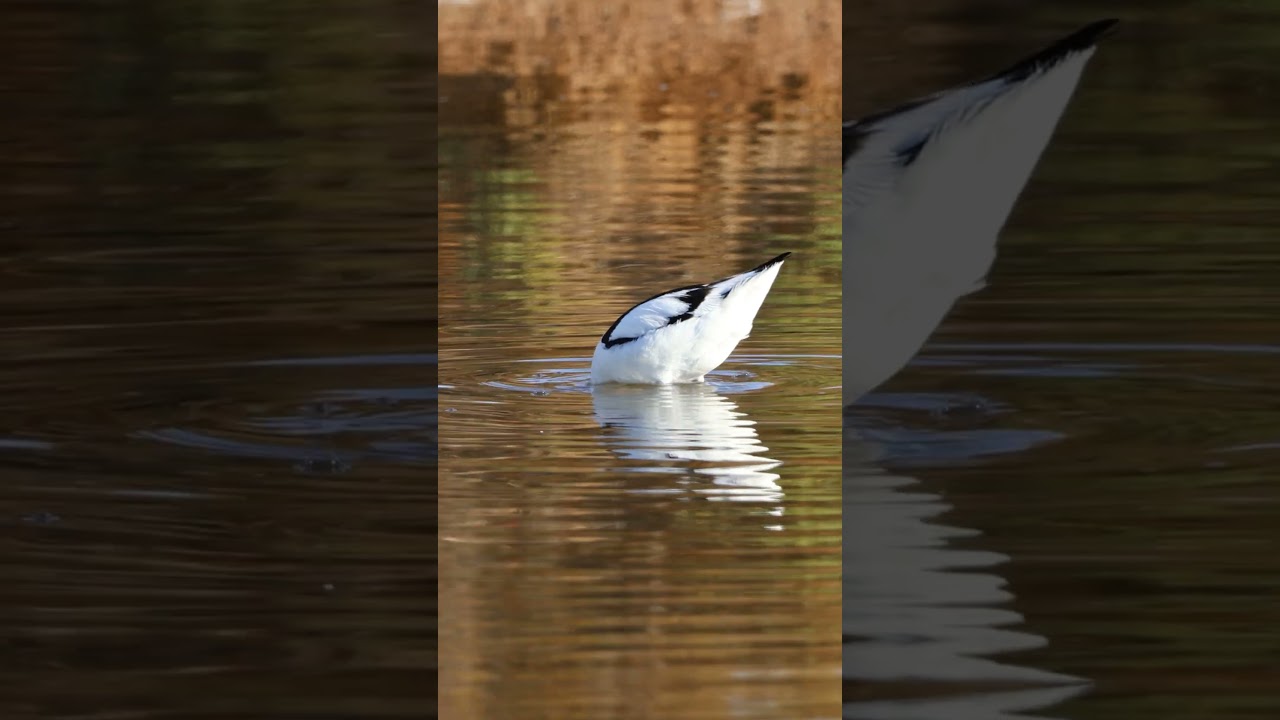 YouTube Short thumbnail