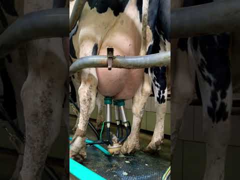 , title : 'milking of a dairy cow of the Holstein breed #cows #farm #veterinary'