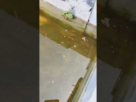 zebrafish #beats # Molly#fish