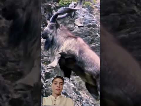 MARKHOR IN GILGITH FOR A MUNEEB KHAN #animals