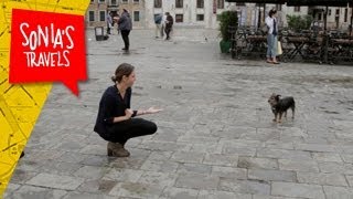 Travel Venice: Dogs and Puppies