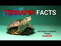 Freshwater turtle ( Terrapin ) facts: Beautiful and close-up scenes | eating mealworms | reptiles
