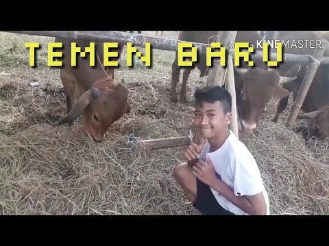 download lagu mp3 mp4 Pordam, download lagu Pordam gratis, unduh video klip Download Pordam Mp3 dan Mp4 Youtube Gratis