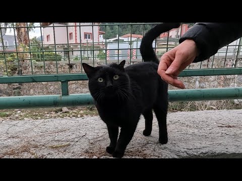 We eventually became friends with the black cat, who was a bit timid at first
