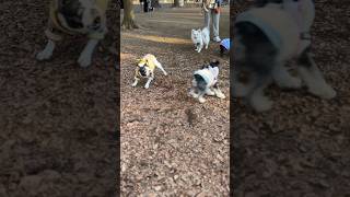 今年は一味違う？！犬見知りするフレブルが年始から一緒に遊んだ？！😳