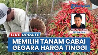 Harganya Meroket! Petani di Musi Rawas Pilih Tanam Cabai di Sawah, Targetkan Hasil Panen 2 Ton