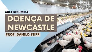 Doença de Newcastle - AtualizaVet