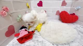 マルチーズの動画01