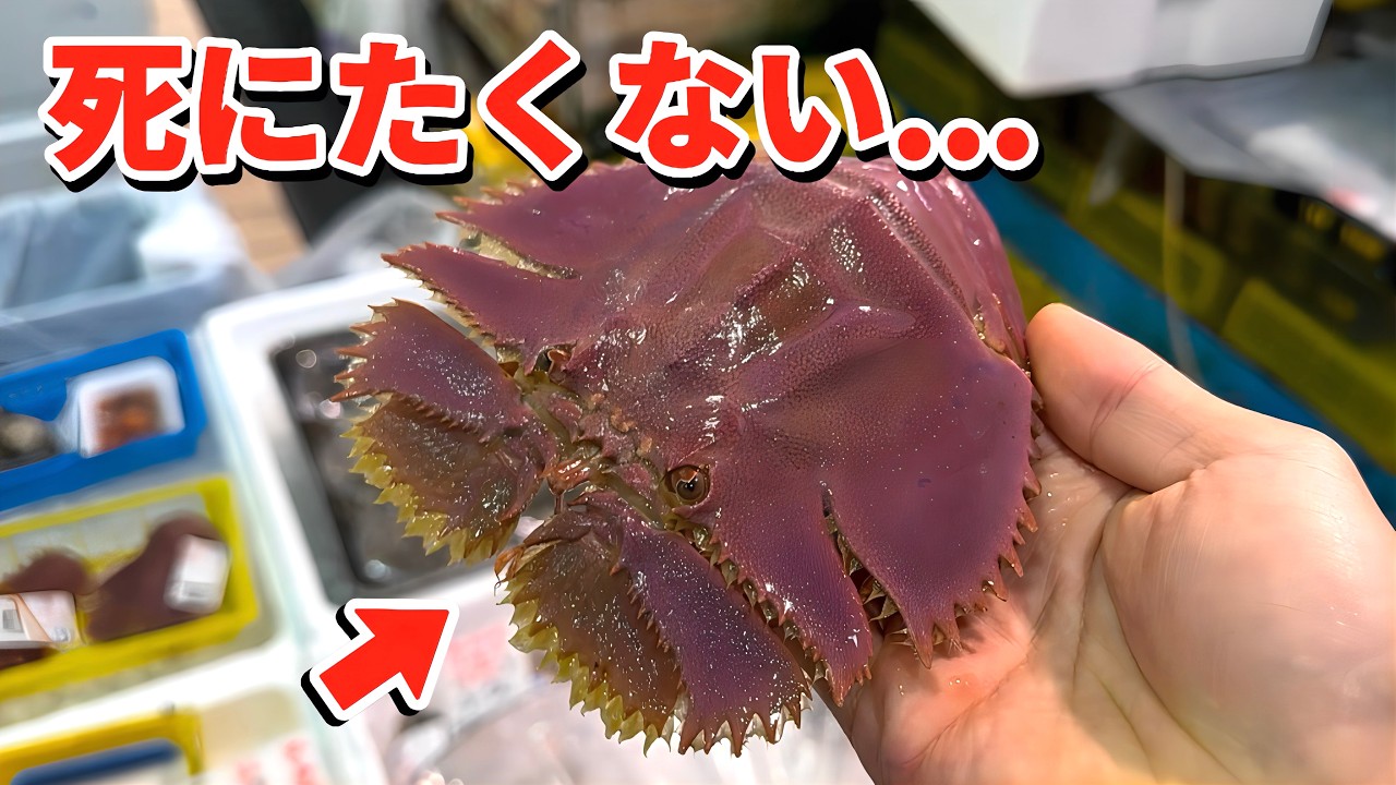 スーパーに売れ残っていた瀕死のエビを水槽に入れると…