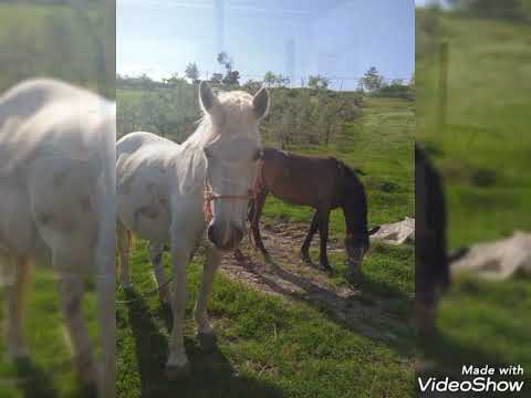 flora e fauna di Villanova del Battista