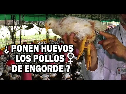 , title : '¿LOS POLLOS DE ENGORDE ♀ PONEN  HUEVOS ?'