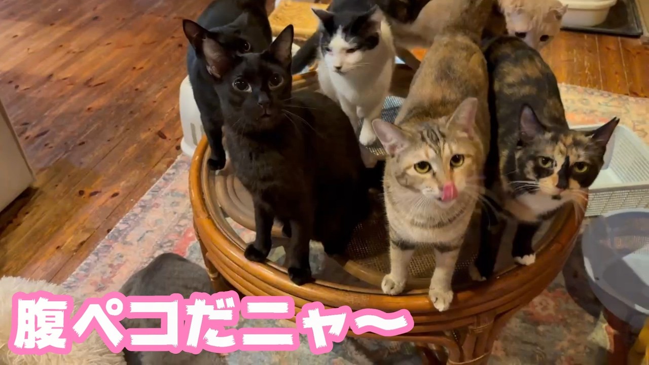 腹ペコだニャ～ 早くだ早くですニャ～   2026 04 05 1