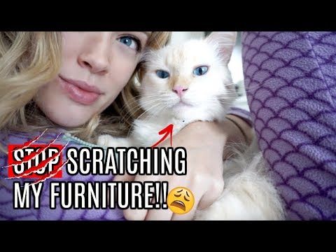 She’s RUINING my Furniture! | Best Way to Stop Cat From Scratching? Declaw? Nail Caps?
