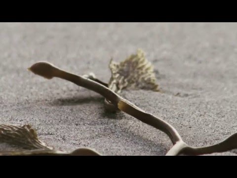 Schamanische Trommelreise 15 Min.