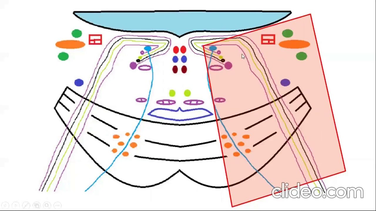 Neuroanatomia-PROTUBERANCIA (CONFI. INTERNA) Y SINDROMES PONTICOS.