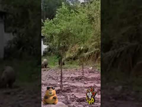 AS CAPIVARAS VOLTARAM PARA O SEU RECANTO E AGRADECEM AO PAULO SILVA E A SUA E A SUA EQUIPE DO MEIO AMBIENTE