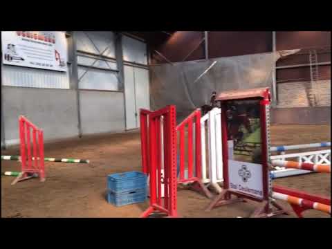 Pegase van 't Ruytershof - 2,5 years old stallion by Comme Il Faut