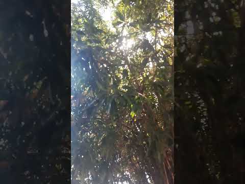 Rio taquari coxim ms.