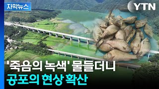 [자막뉴스] 엉뚱한 검사만 반복하더니...'집단 폐사' 현상이 던진 경고 / YTN