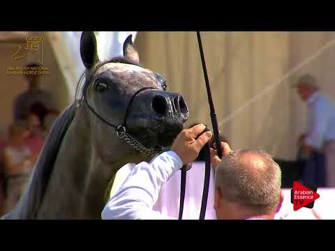 N.19 ATAKAMA - 2017 Pride Of Poland - 2 Years Old Fillies (Class 2A)