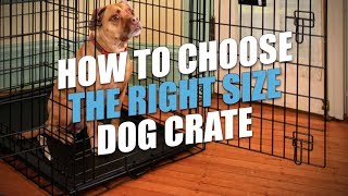 Dog Crate Sizes: How to Size a Dog Crate for a Perfect Fit