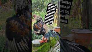 Download lagu 𝙁𝙖𝙠𝙩𝙖 𝙖𝙮𝙖𝙢 𝙬𝙖𝙧𝙣𝙖 𝙬𝙞𝙙𝙤 𝙟𝙖𝙡𝙖𝙠, 𝙨𝙞𝙢𝙖𝙠 𝙙𝙞 𝙫𝙞𝙙𝙚𝙤 #ayam #chicken #diy mp3