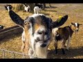 Compilation of 10-hour screaming goats