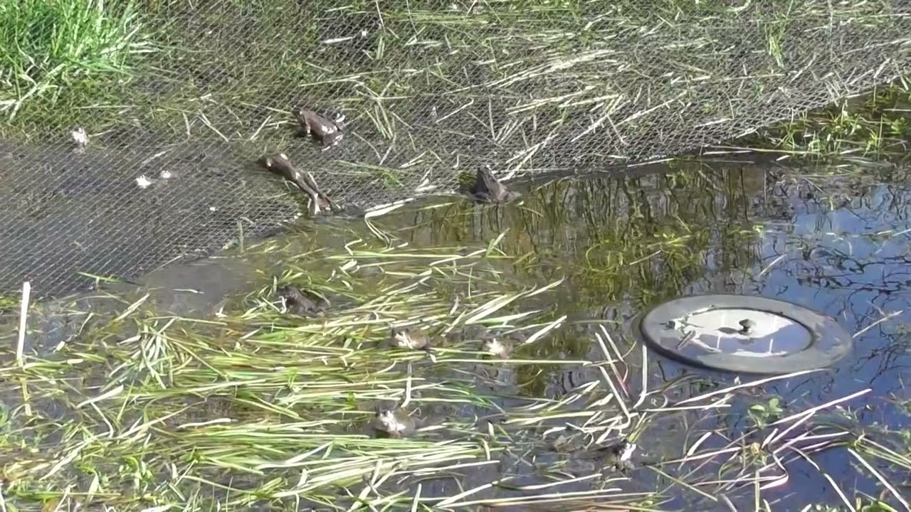 Simply be...with the happy frogs