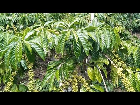 SORTASI/MIWIL dan MELAKUKAN PEMANTAPAN PADA BO