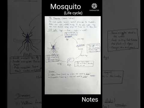 Mosquito | Life Cycle |  Vector | Disease | Life cycle of Mosquito.