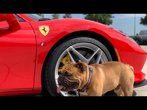 Lamborghini Gallardo Performante or Ferrari F8 Tributo - it’s an easy decision for Wally