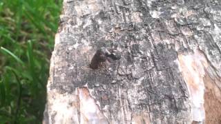 uitsluipende wilgenhoutwesp / emerging alder wood wasp