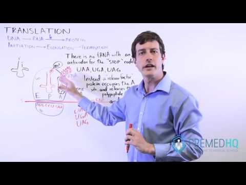 DNA Translation | Termination (3 Stop Codons) and Release Factor