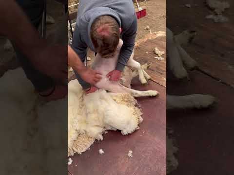 , title : 'Step by step guide on shearing sheep'