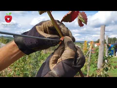 Pruning, protection and autumn fertilization of blackberries