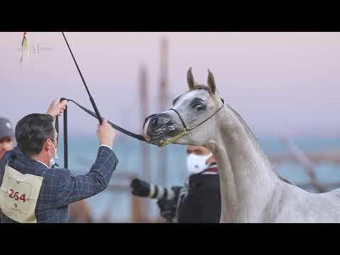 ⭐ D RASEEL ⭐⁣ Yearling Fillies Championship Contender⁣, 2022 KIAHF