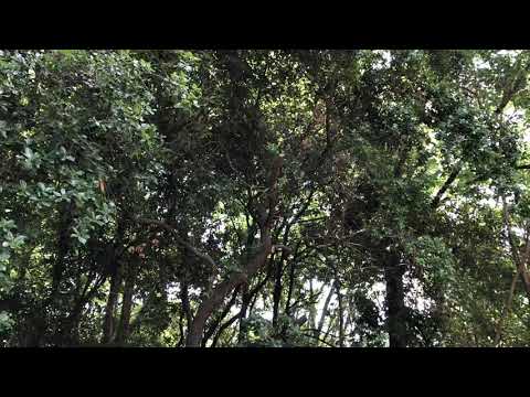 コウライウグイス囀り昆陽池公園O澤の丘190522