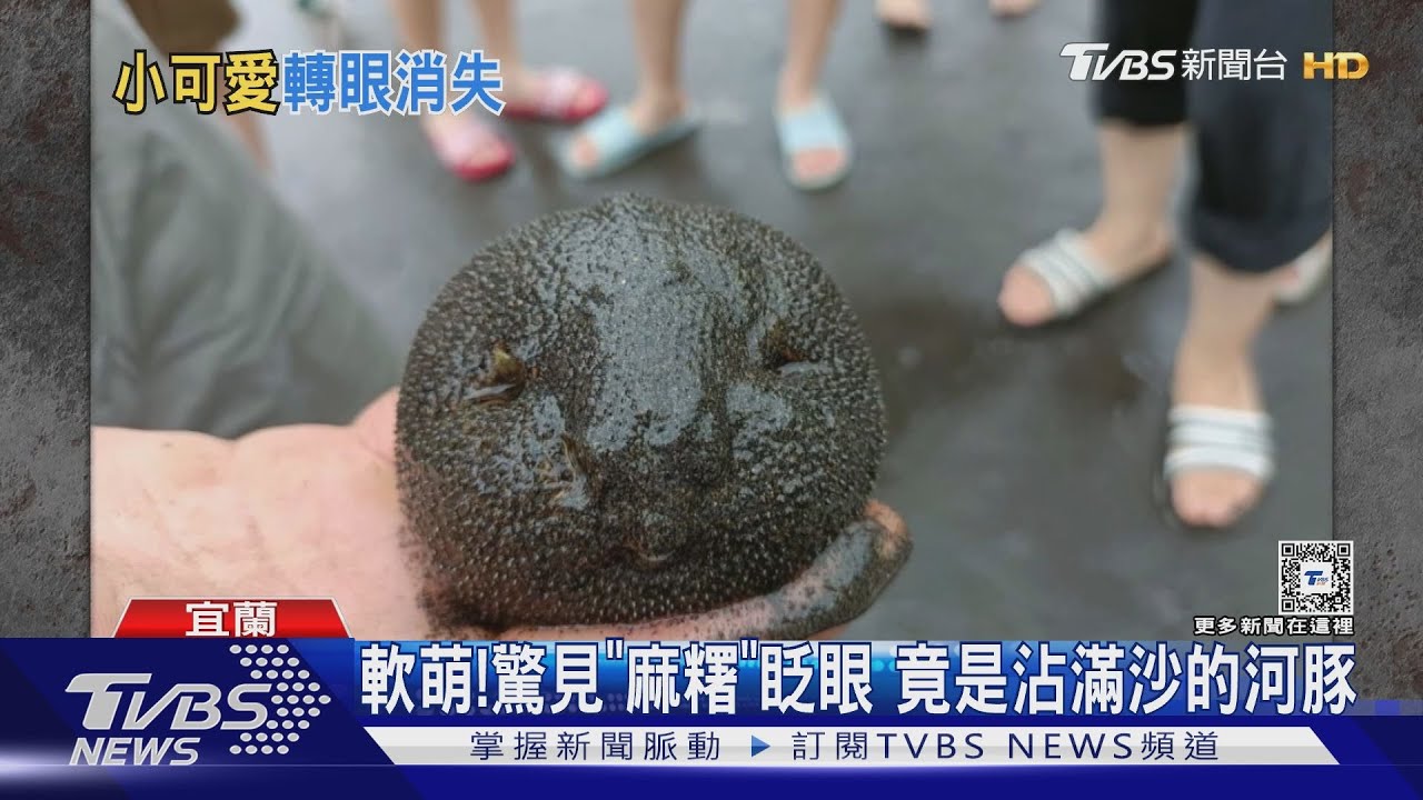 軟萌！驚見「麻糬」眨眼　竟是沾滿沙的河豚