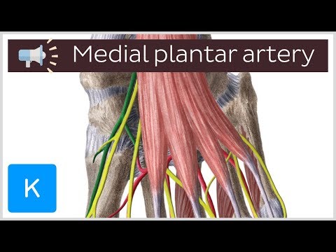 Medial plantar artery | Anatomical Terms Pronunciation by Kenhub