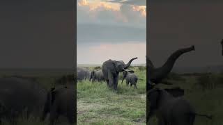 Elephants, not lions, are the true kings of the jungle