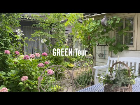 園芸 ウィンターグリーン、カナディアンティー、アリシエ