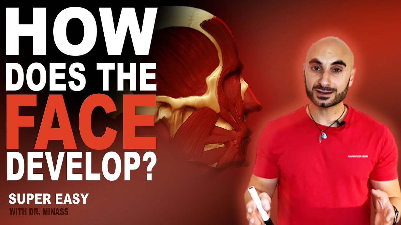 Embryology of the Face (Easy to Understand)