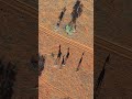giraffes 🦒🦒#giraffe #giraffes#shadow#giraffe shadows