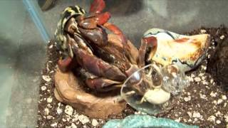 The Secret Life of a Hermit Crab
